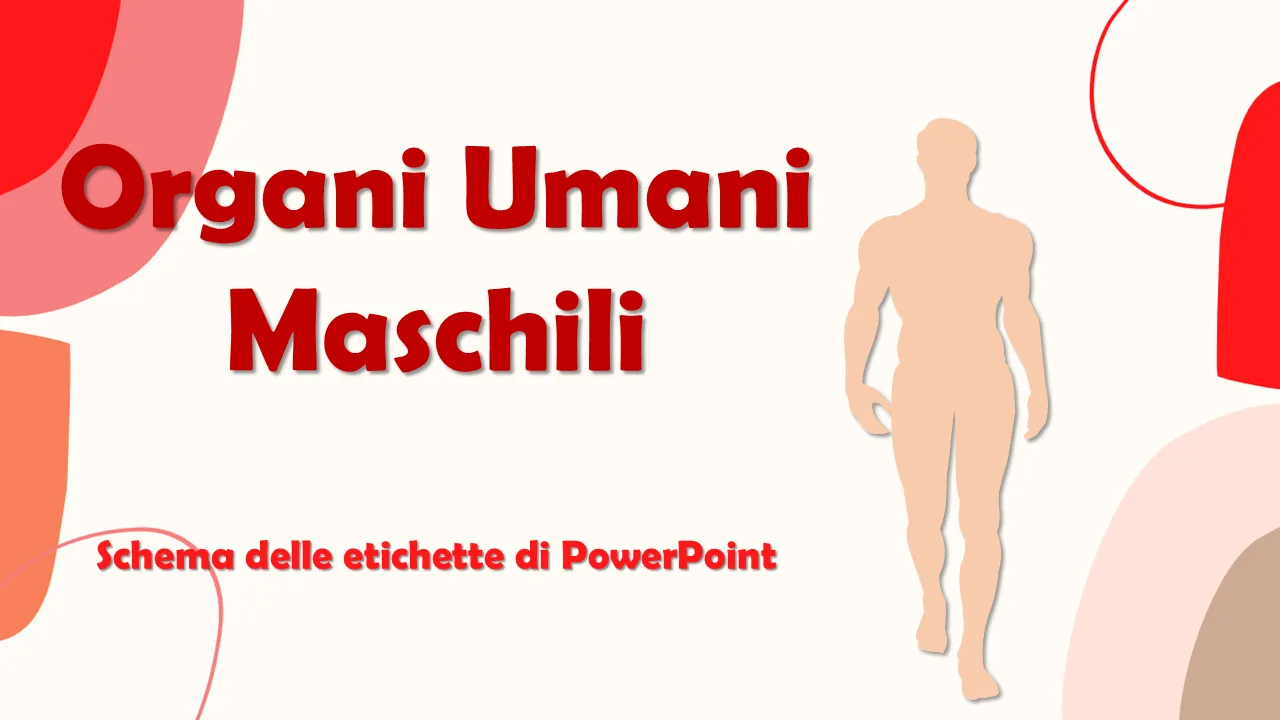 Modello PowerPoint di diagrammi di etichette PowerPoint per organi umani maschili per presentazioni professionali